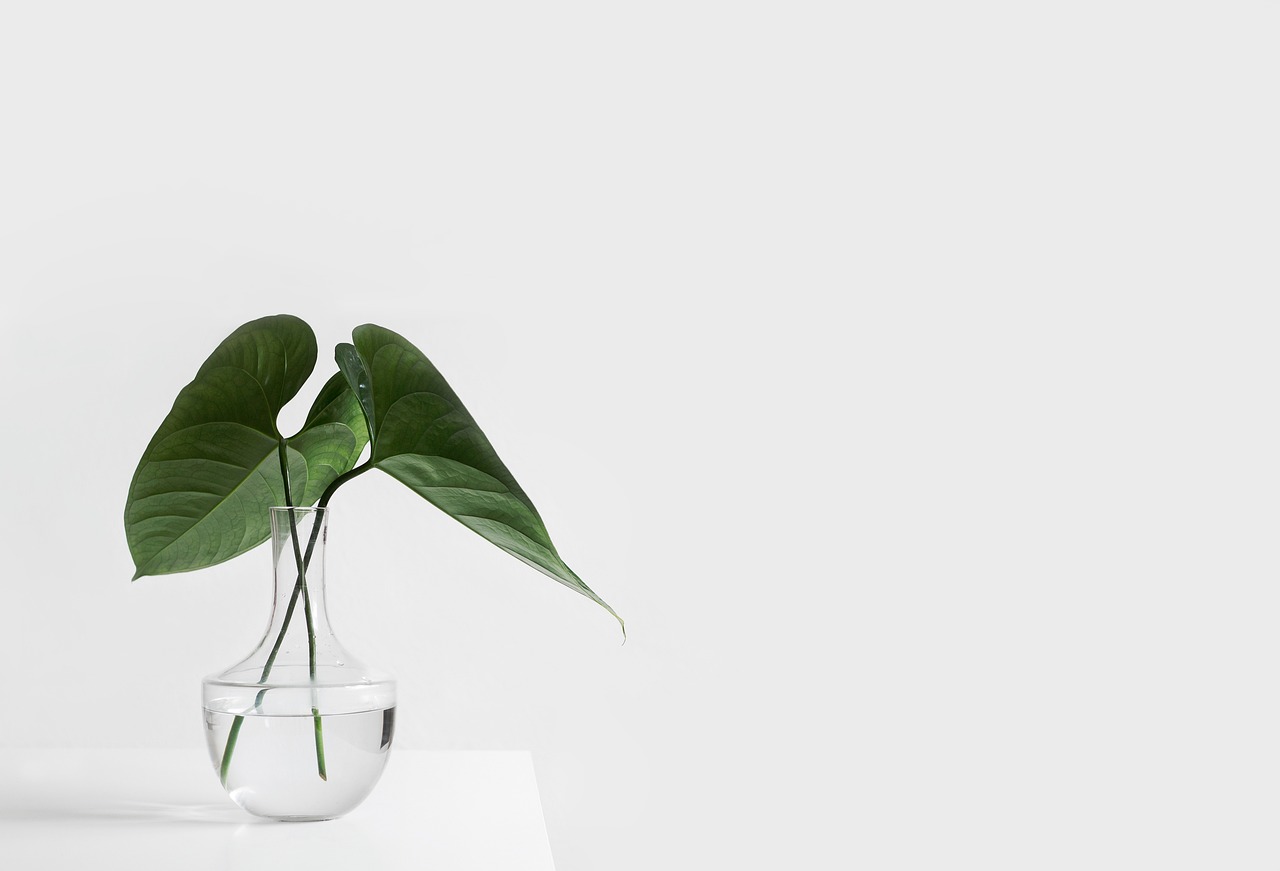 white, aesthetic, table, nature, vase, plants, leaves